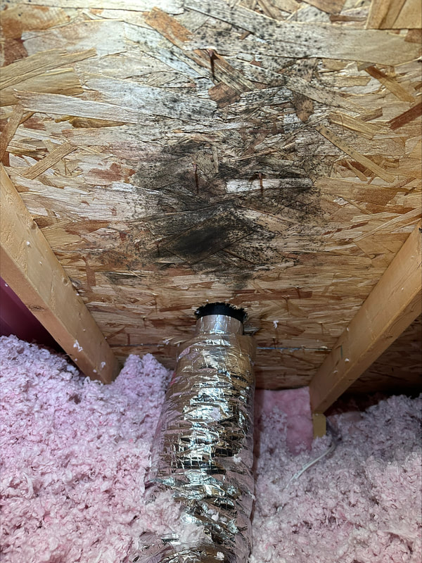 Black mould growing on wood surface in residential attic of Victoria BC home